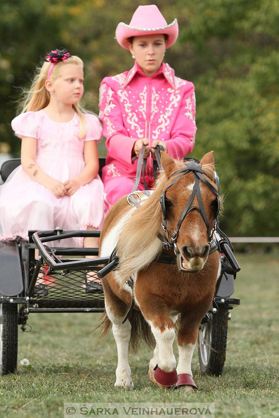 Výstava minihorse 