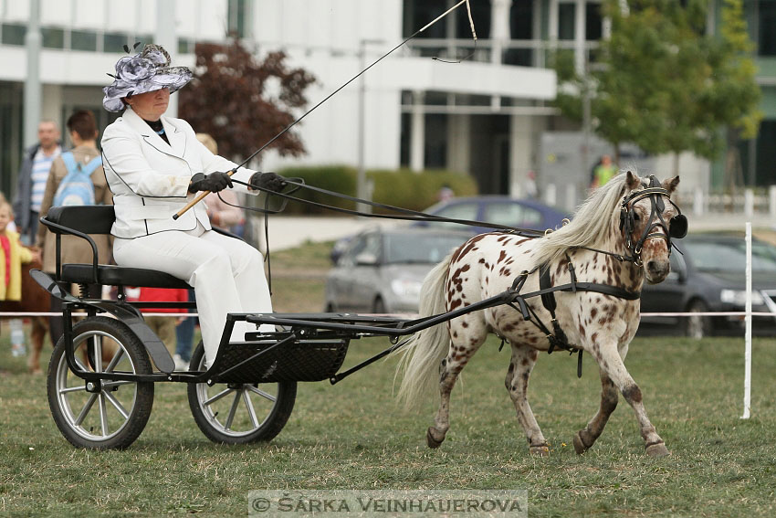 Výstava minihorse 