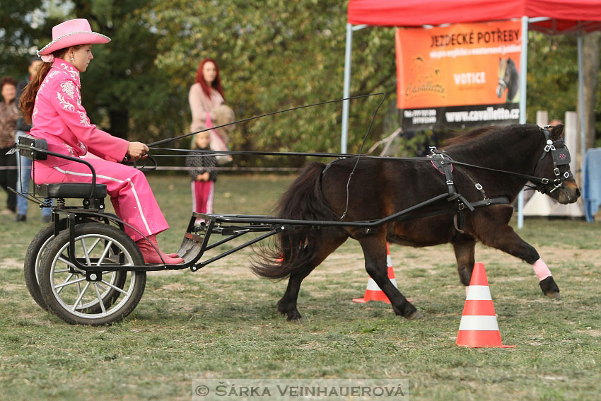 Výstava minihorse 