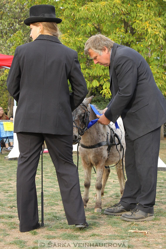 Výstava minihorse 