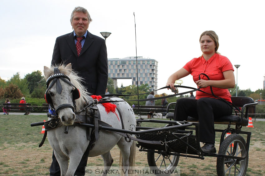 Výstava minihorse 