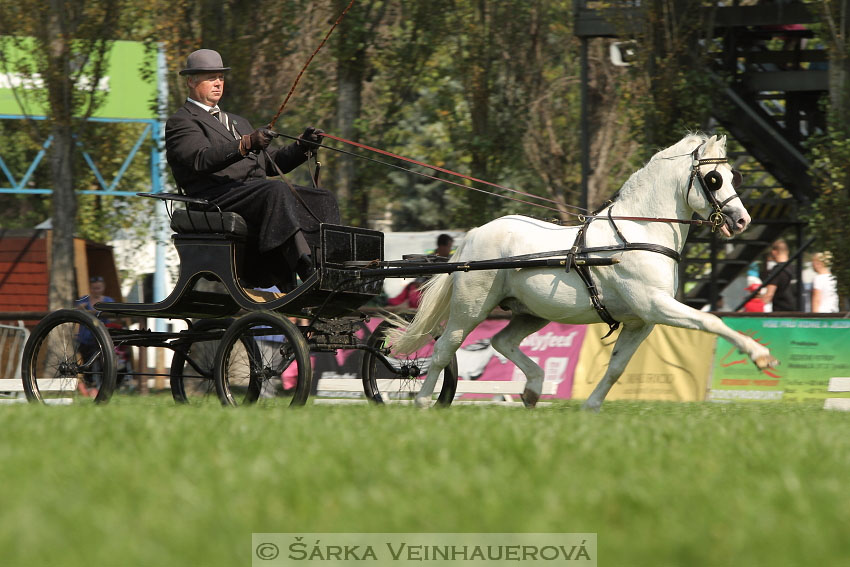 Welsh Harness