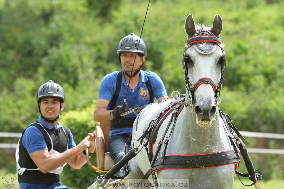 Závody spřežení Topoľčianky 2016