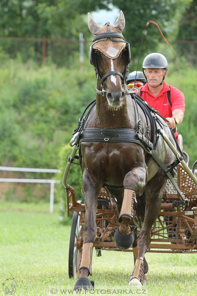 Závody spřežení Topoľčianky 2016