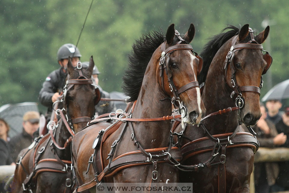 Závody spřežení Topoľčianky 2016