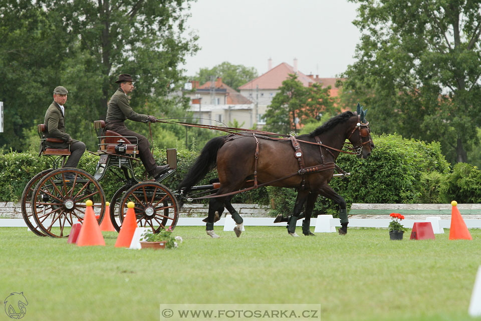 Závody spřežení Topoľčianky 2016