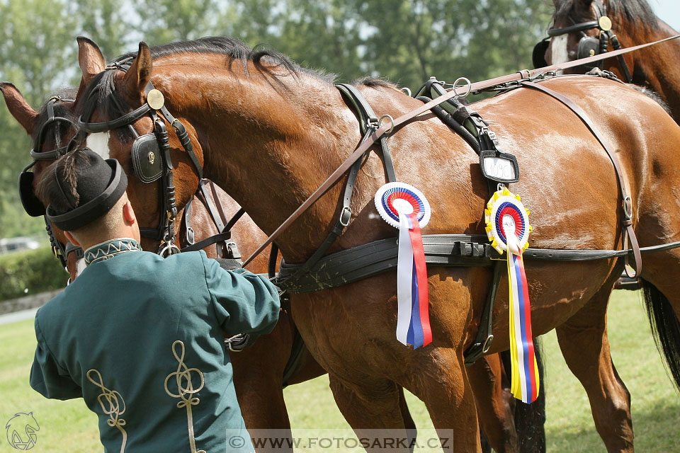 Závody spřežení Topoľčianky 2016