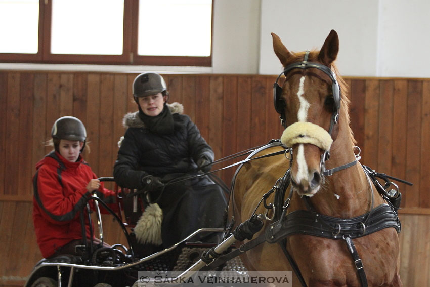 Zimní Jezdecký pohár spřežení 2016 - Brno