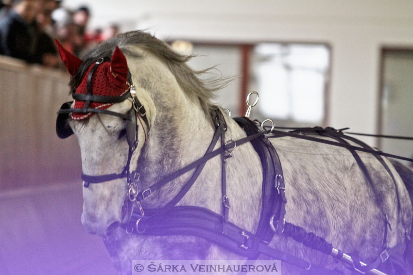 Zimní Jezdecký pohár spřežení 2016 - Brno