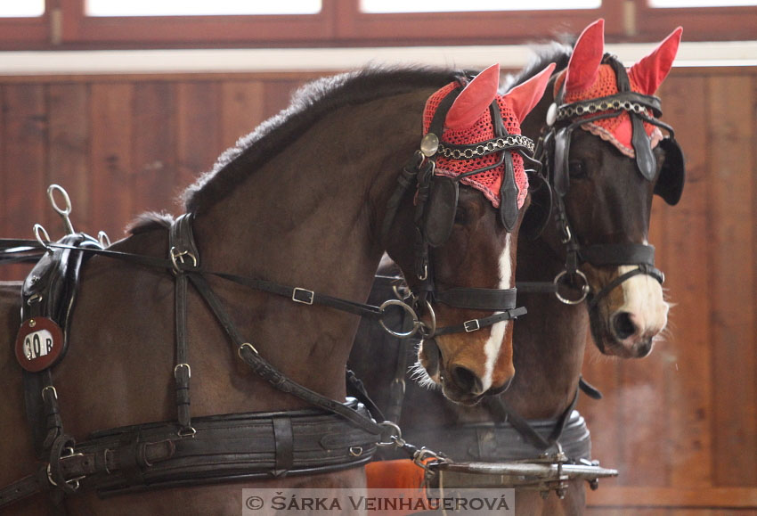 Zimní Jezdecký pohár spřežení 2016 - Brno