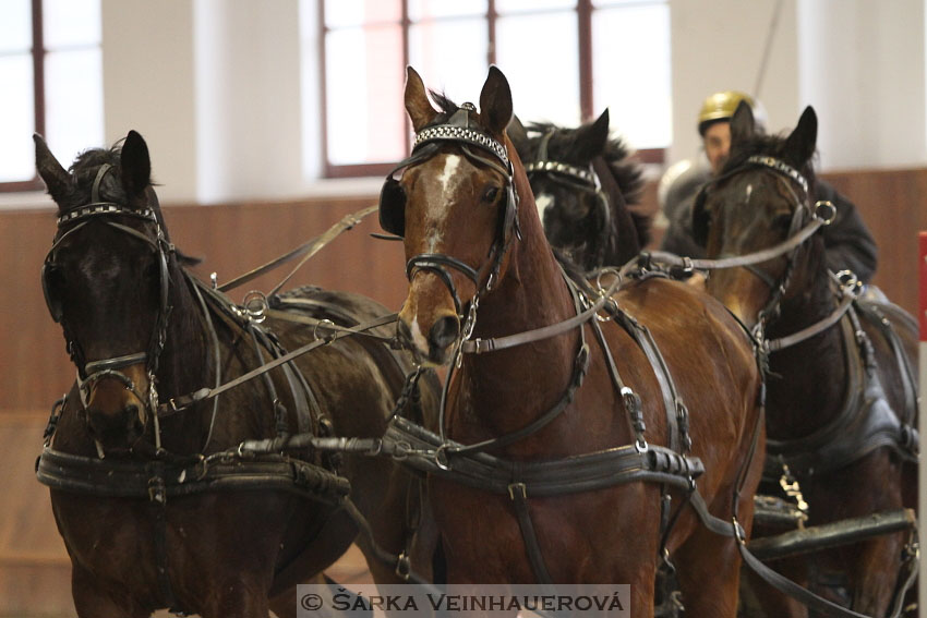 Zimní Jezdecký pohár spřežení 2016 - Brno