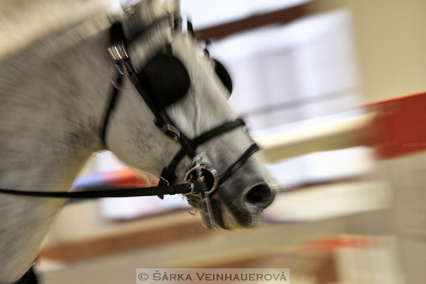 Zimní Jezdecký pohár spřežení 2016 - Brno