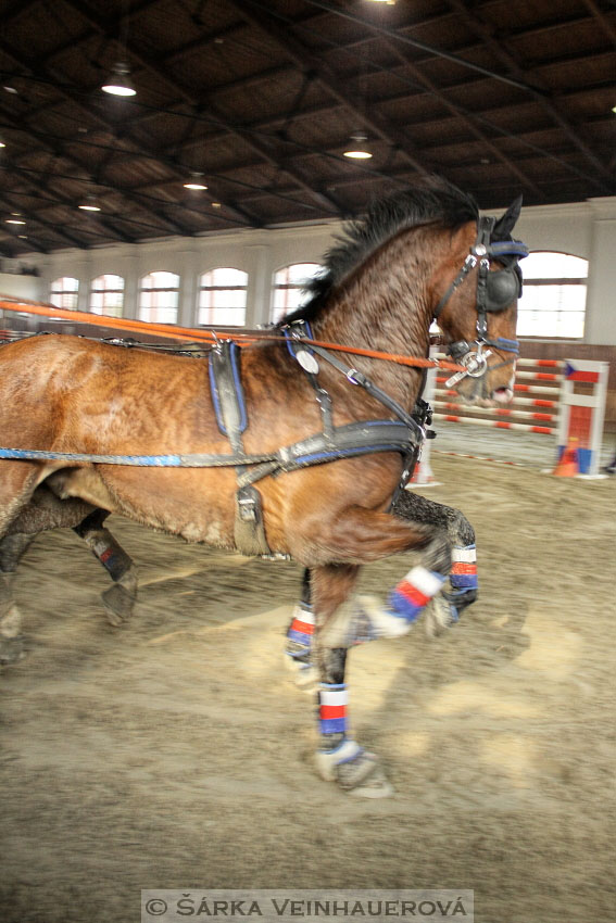 Zimní Jezdecký pohár spřežení 2016 - Brno