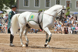 Den starokladrubského koně