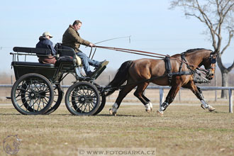 International Equestrian Congress - Horse in...