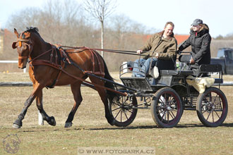 International Equestrian Congress - Horse in...