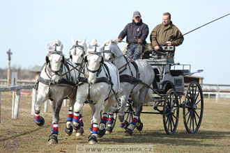 International Equestrian Congress - Horse in...