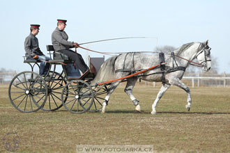 International Equestrian Congress - Horse in...