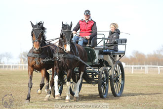 International Equestrian Congress - Horse in...