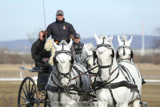 International Equestrian Congress - Horse in...