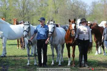 Kladruby 2018 - veterinární přejímka